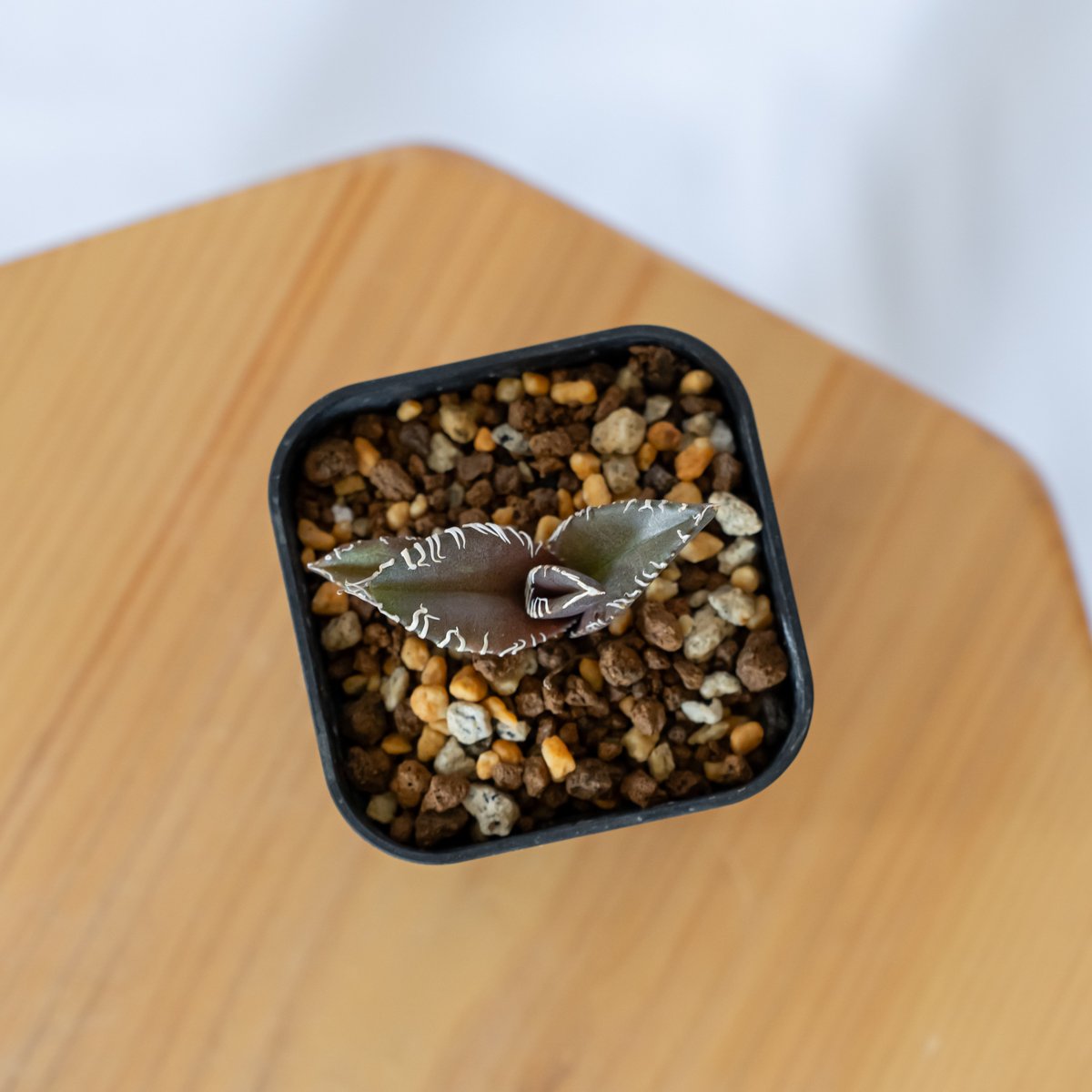 アガベ チタノタ 金蟾【発根管理中】TC株 Agave titanota kinsen 多肉植