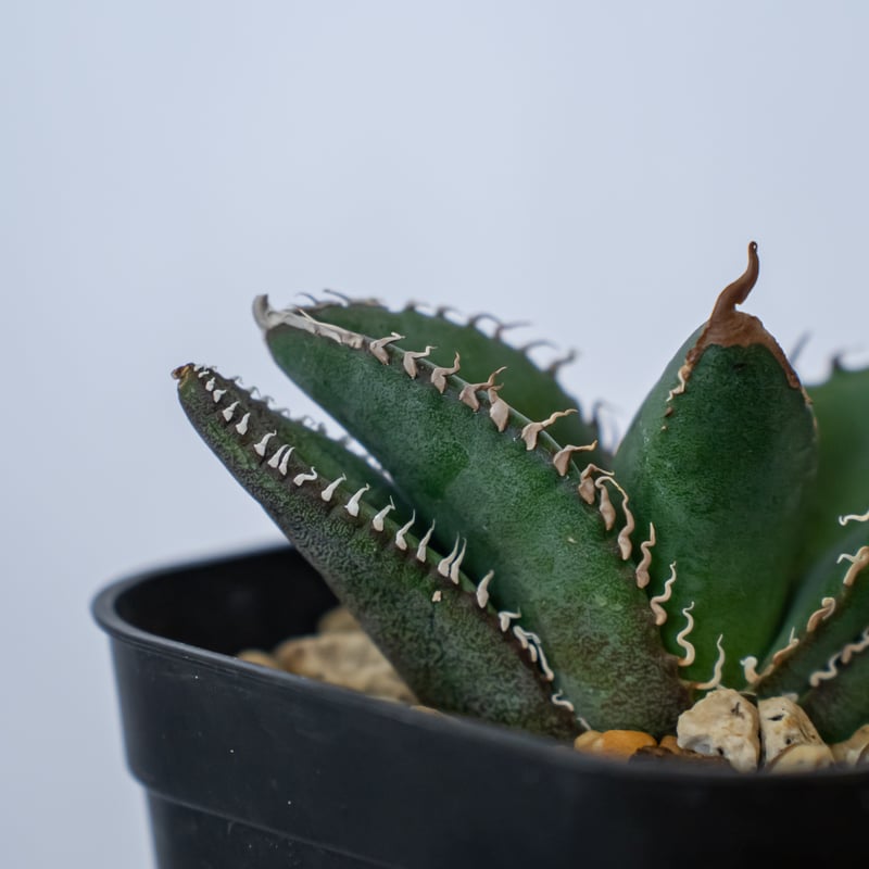 アガベ チタノタ 悪魔くん【発根管理中】TC株 Agave titanota