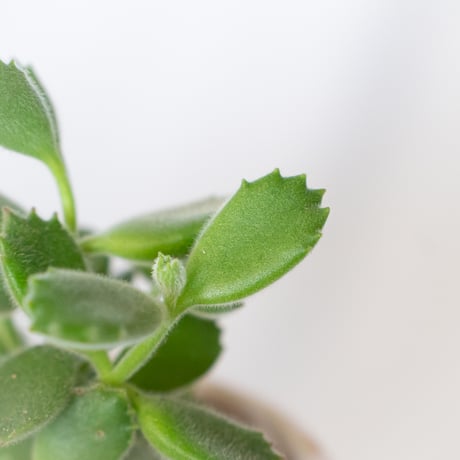 熊童子 鉢セット コチレドン トメントサ Cotyledon tomentosa 多肉植物 観葉植物 インテリアグリーン 静岡 ANTIDOTE 通販 S1394