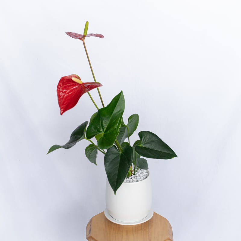 アンスリウム 赤 鉢セット Anthurium 観葉植物 インテリアグリーン