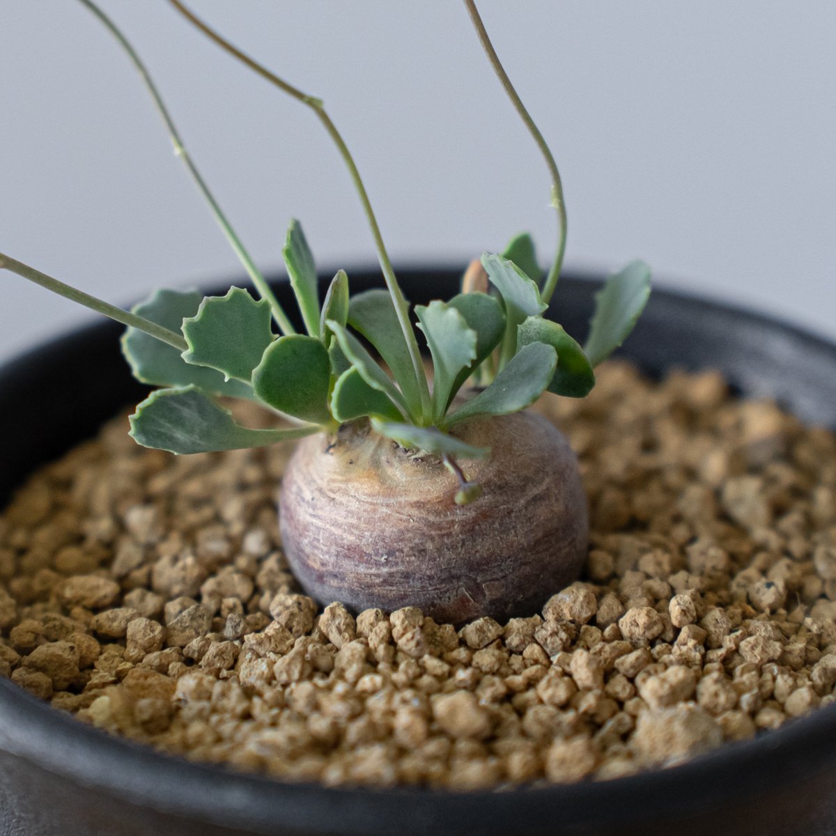 オトンナ カカリオイデス Othonna cacalioides 塊根植物 コーデックス