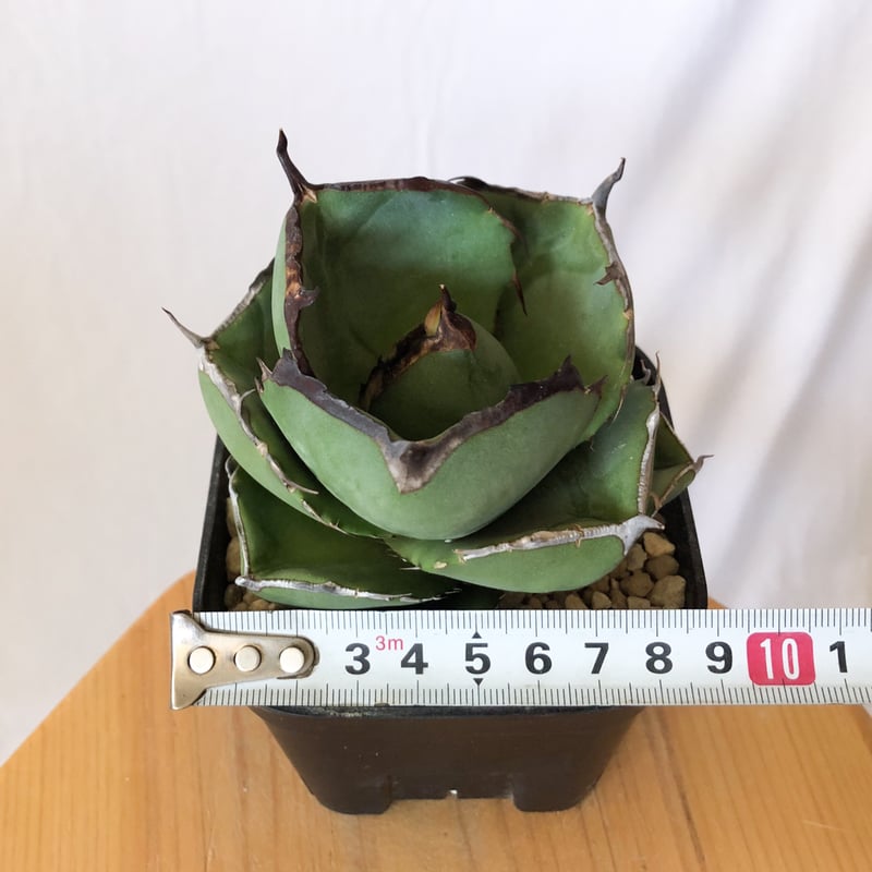 アガベ チタノタ 純血ジャガーノート 美株 OC株 Agave titanota Jugger