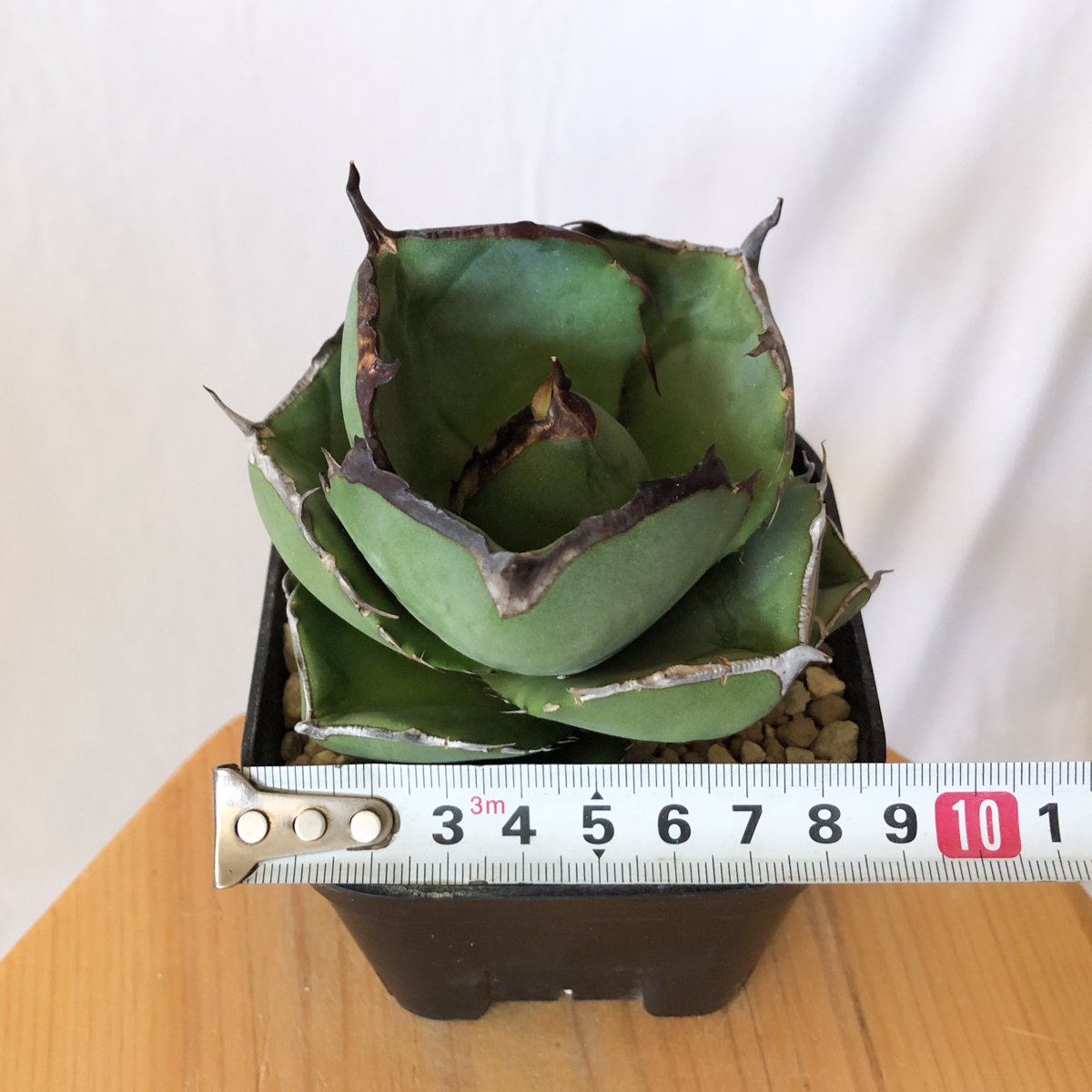 アガベ チタノタ 純血ジャガーノート 美株 OC株 Agave titanota Jugger