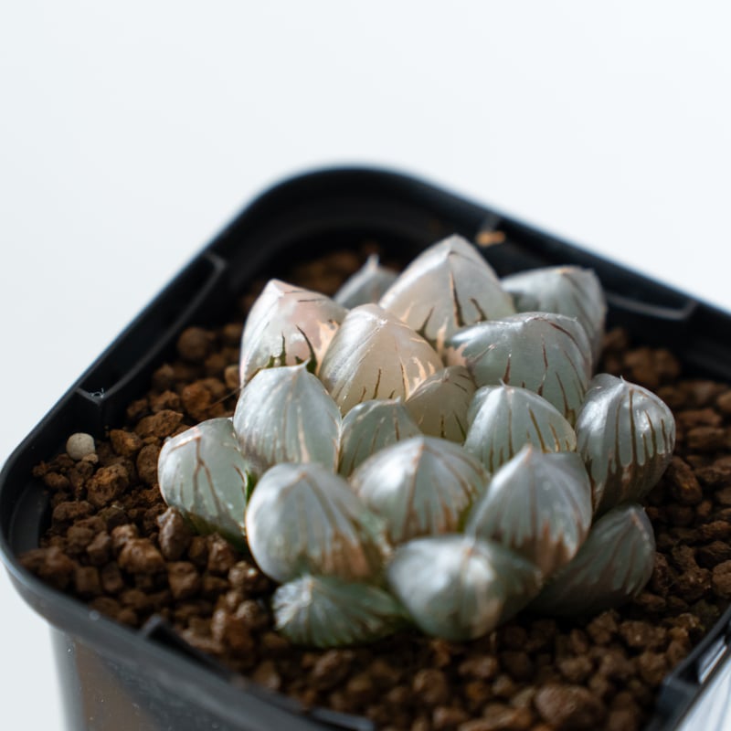 ブラックオブツーサ錦  美品 ブラックオブツーサ錦 定番だけどやっぱり綺麗✨ #haworthia