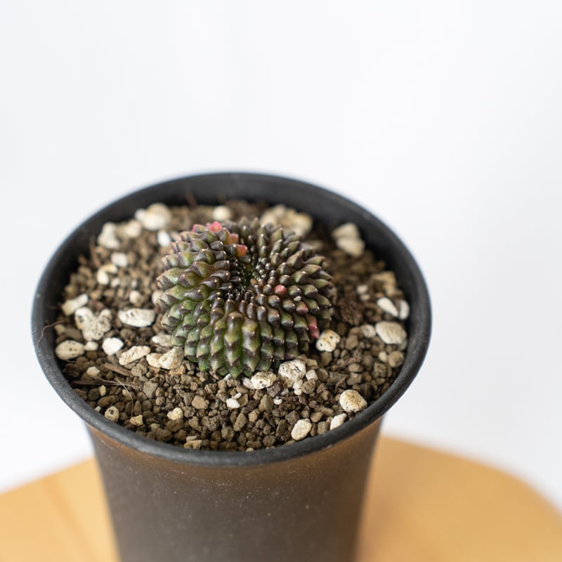 ギムノカリキウム ミハノビッチ フリードリッヒィ LB2178錦 綴化