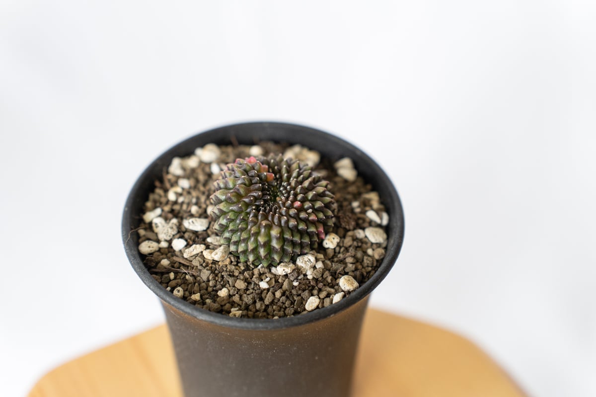 ギムノカリキウム ミハノビッチ フリードリッヒィ LB2178錦 綴化