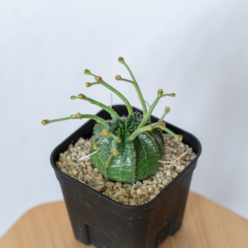 ユーフォルビア スーパーバリダ 実生 雄株 Euphorbia super valida 多肉