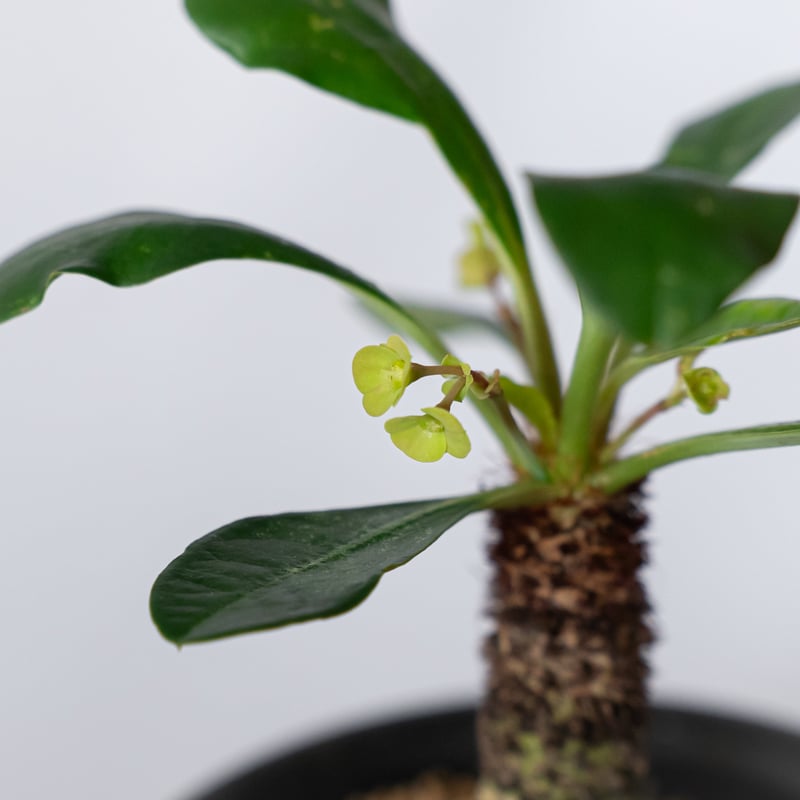 ユーフォルビア ラメナ 実生 Euphorbia ramena 多肉植物 珍奇植物 静岡