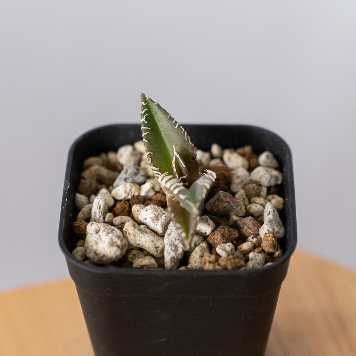 アガベ チタノタ 金蟾【発根管理中】Agave titanota kinsen TC株 多肉植