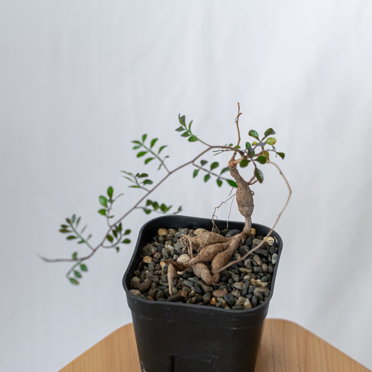 オペルクリカリア パキプス Operculicarya pachypus 実生 塊根植物 多肉