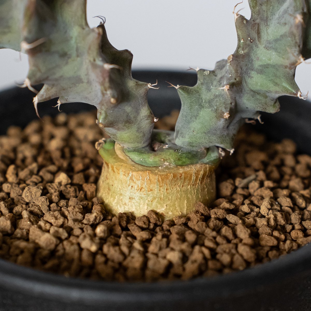 ユーフォルビア トルチラマ 実生 Euphorbia tortirama 多肉植物 珍奇 