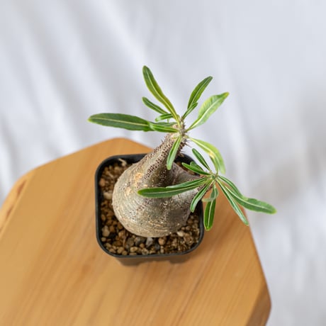 パキポディウム グラキリス pachypodhium Gracilius 塊根植物 コーデックス 多肉植物 珍奇植物 静岡 ANTIDOTE 通販 S398