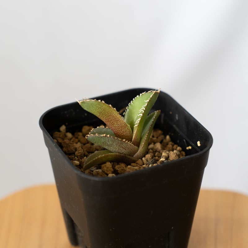 アガベ チタノタ 白豪刺【発根管理中】 Agave titanota TC株 多肉植物