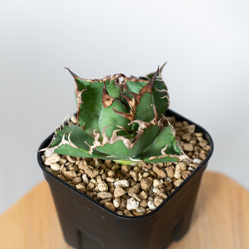 アガベ チタノタ シーザー 美株 OC株 Agave titanota Caesar 多肉植物
