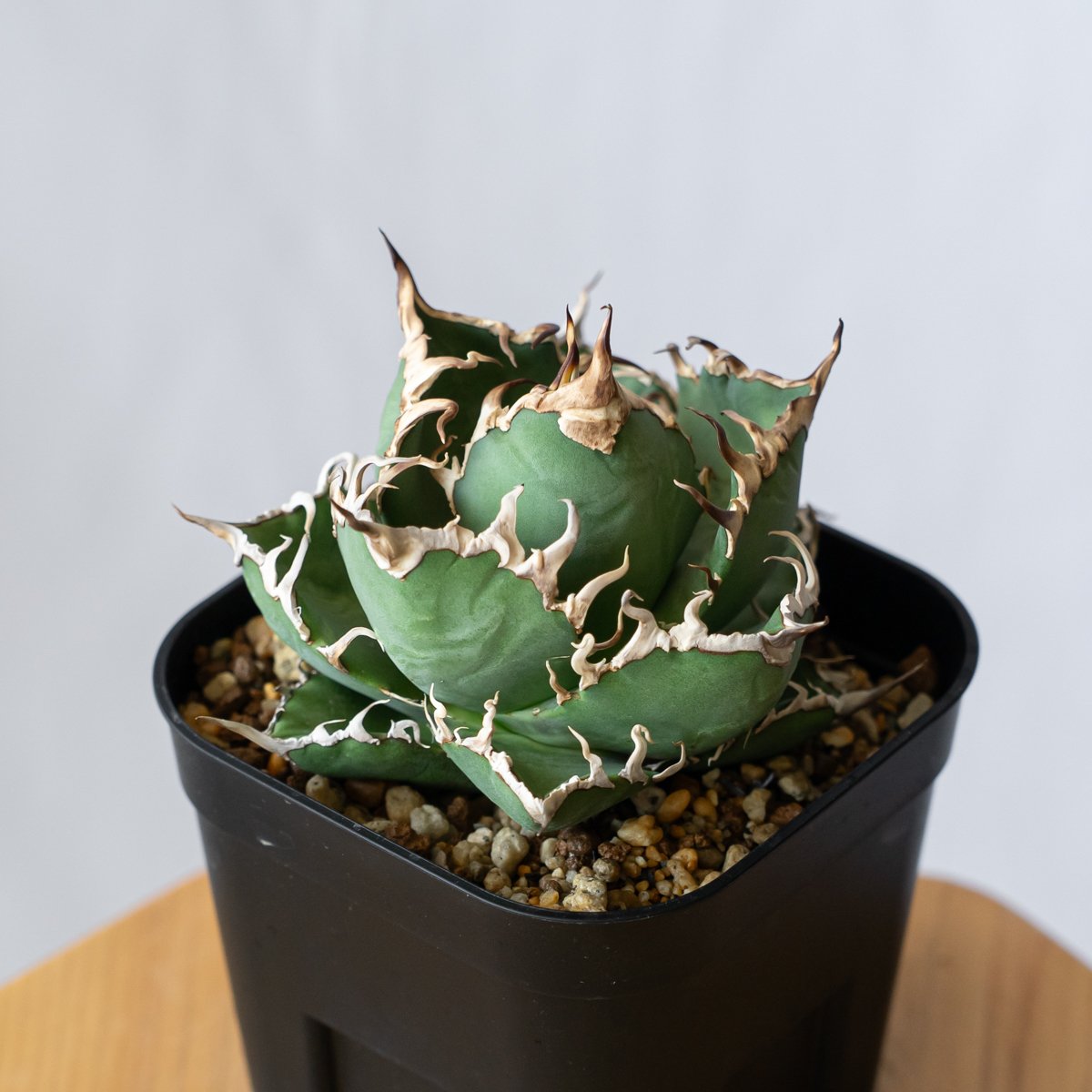 アガベ チタノタ シーザー OC株 Agave titanota Caesar 多肉植物 珍奇