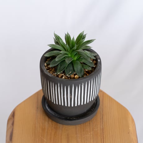 ハオルチア オブツーサ ハイブリッド 鉢セット Haworthia obtusa hybrid 多肉植物 珍奇植物 静岡 ANTIDOTE 通販 S1290