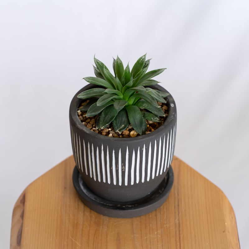 ハオルチア オブツーサ ハイブリッド 鉢セット Haworthia obtusa hybrid