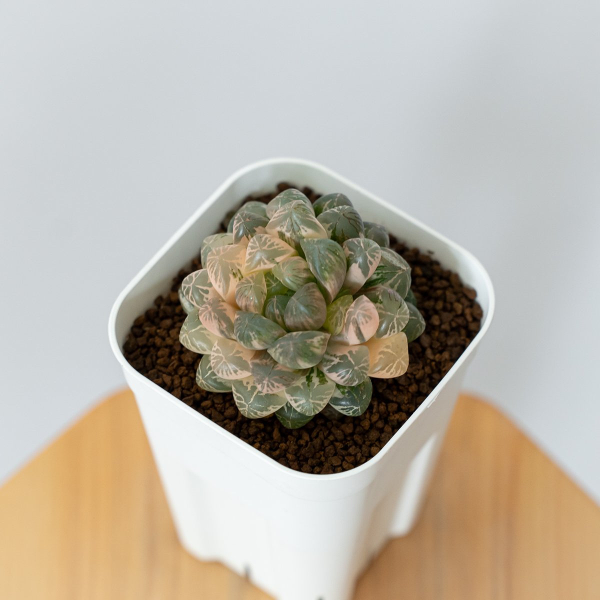 ハオルチア オブツーサ錦 舞姫錦 Haworthia obutusa 'Maihime