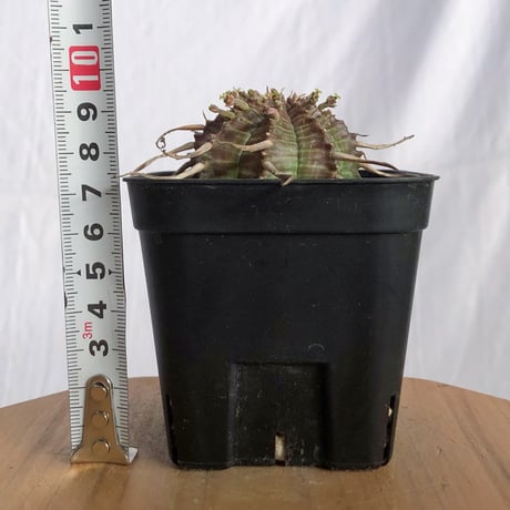 ユーフォルビア バリダ 実生 Euphorbia super valida 多肉植物 珍奇植物 ANTIDOTE 静岡 通販 S1229
