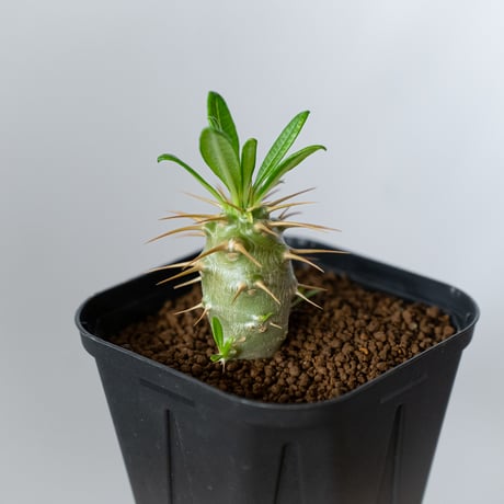 パキポディウム アンボンゲンセ 実生 Pachypodium ambongense 塊根植物 コーデックス 多肉植物 珍奇植物 静岡 ANTIDOTE 通販 S1437