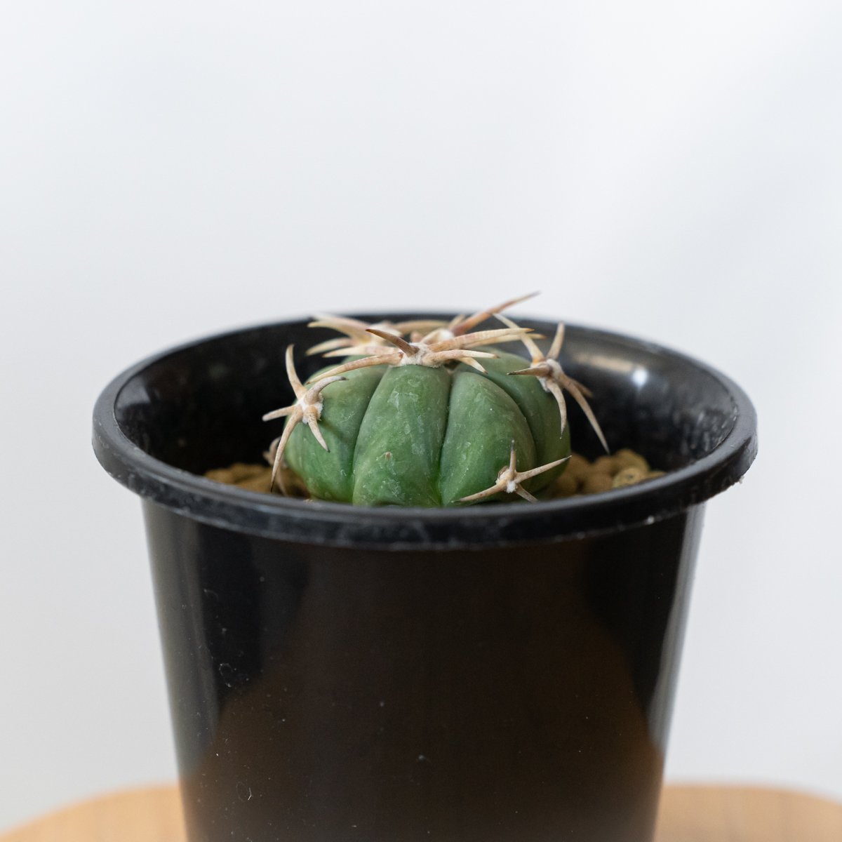 エキノカクタス 白刺翠平丸 実生 美株 Echinocactus horizonthaloni