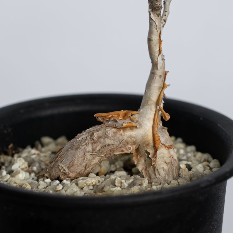 象の木 パキコルムス ディスカラー Pachycormus discolor コーデックス