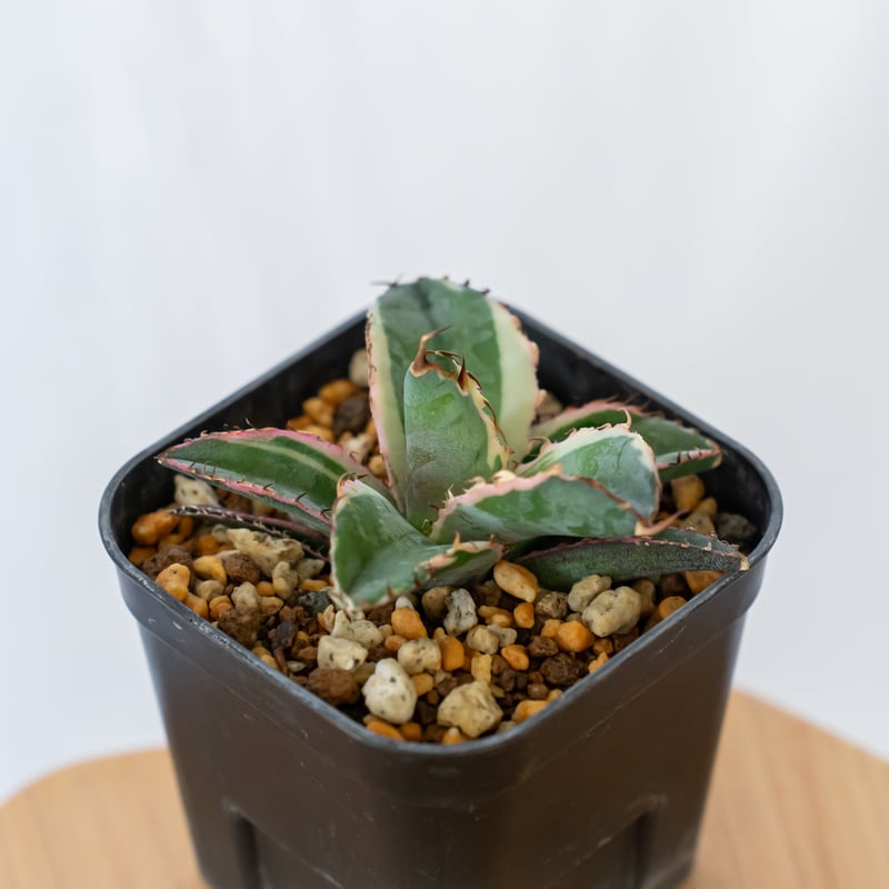 アガベ チタノタ ブラックアンドブルー 白覆輪【発根管理中】BB ブルー