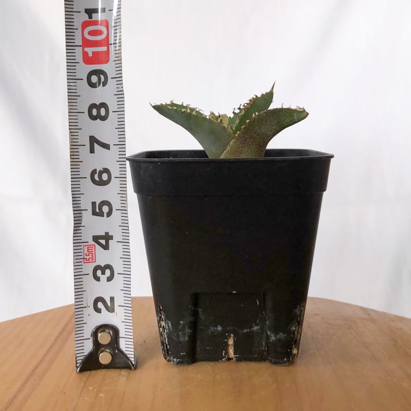 アガベ チタノタ 白豪刺 TC株 Agave titanota Byakugoshi 多肉