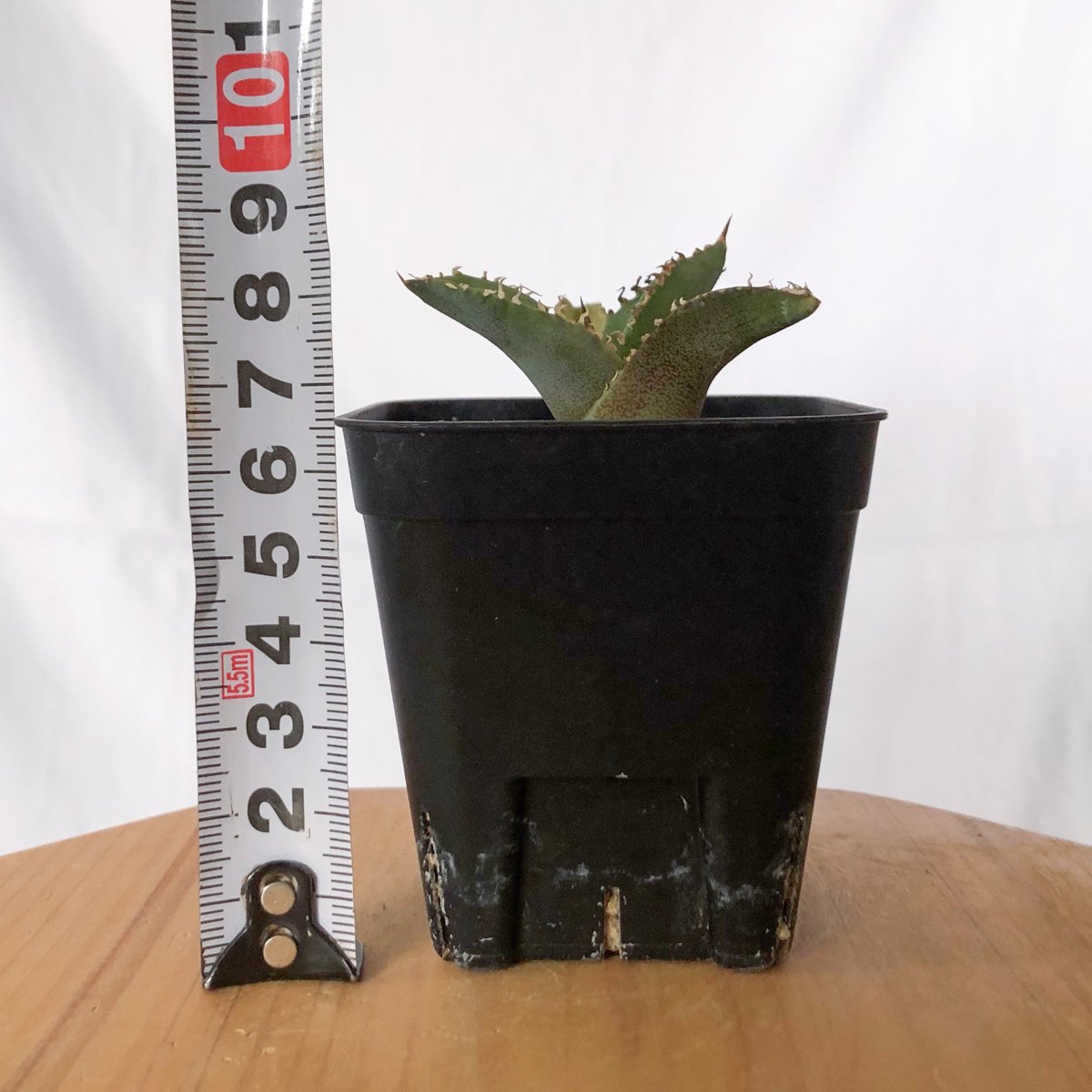 アガベ チタノタ 白豪刺 TC株 Agave titanota Byakugoshi 多肉