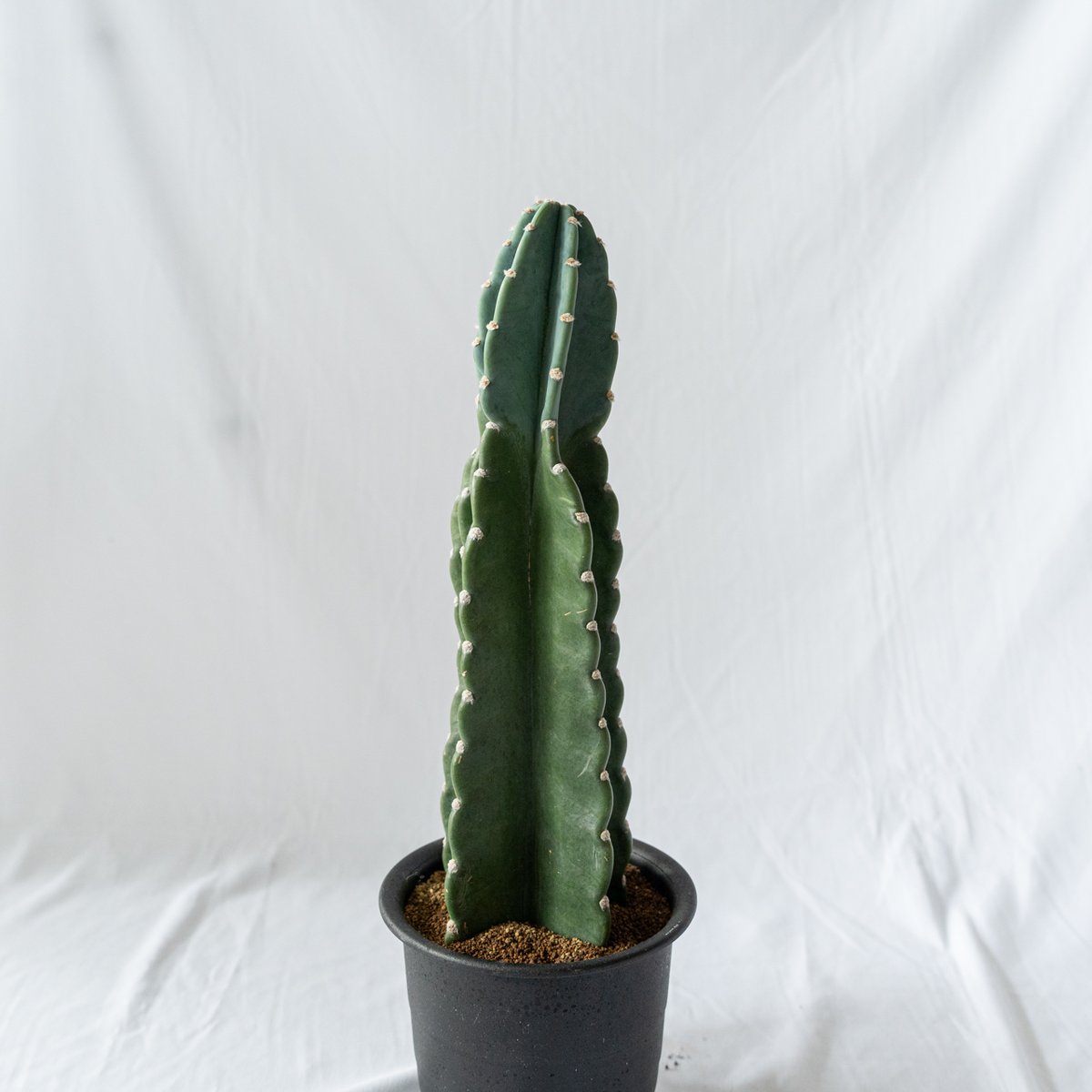 鬼面角 樹齢35年 親木 鹿児島県産柱サボテン【現品】配達します。 楽天市場】柱サボテン 苗木 （鬼面角：ぶちぶち） 7号