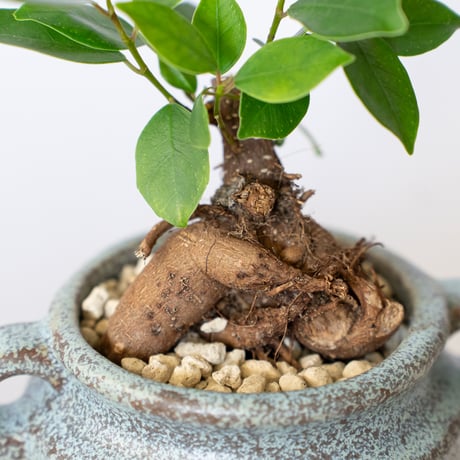 ガジュマル 鉢セット Ficus microcarpa キジムナー 新居祝い 多肉植物 観葉植物 インテリアグリーン 静岡 ANTIDOTE 通販 S1400
