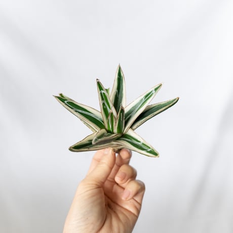 アガベ氷山 | STORES