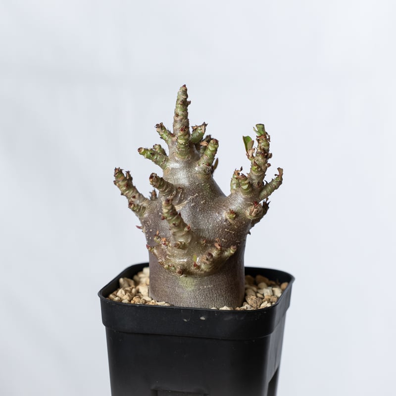 アデニウム　ブラックスキン　発根済み アデニウム アラビカム ブラックスキン 実生【発根管理中】Adenium