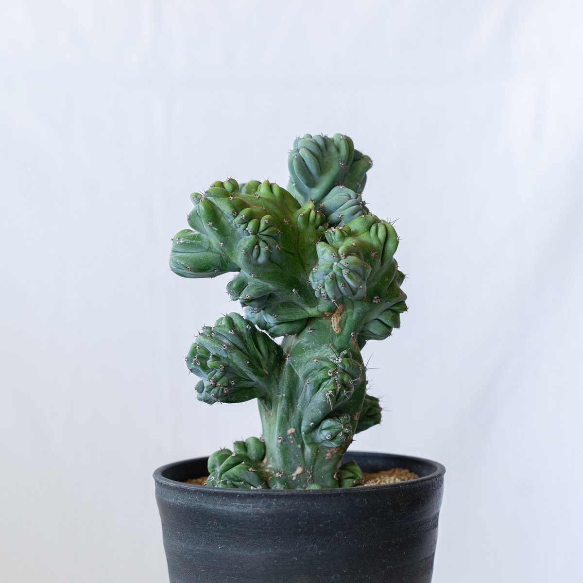 ミルティロカクタス 竜神木 石化 Myrtillocactus geometrizans ミルティロカクタス 竜神木 石化 Myrtillocactus geometrizans