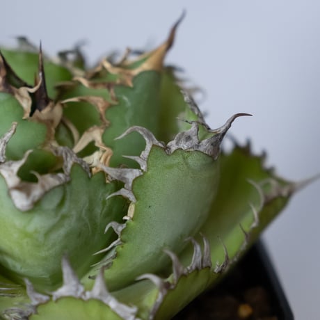 アガベ チタノタ フィリグリー OC株 agave titanota filigree 多肉植物 珍奇植物 静岡 ANTIDOTE 通販 S1062