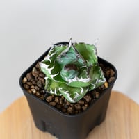 アガベ ホリダ 美株 【発根管理中】OC株 Agave horrida 多肉植物 珍奇
