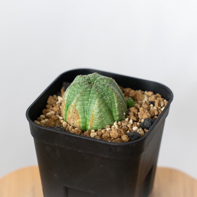 ユーフォルビア オベサ 実生 Euphorbia obesa 多肉植物 珍奇植物 静岡