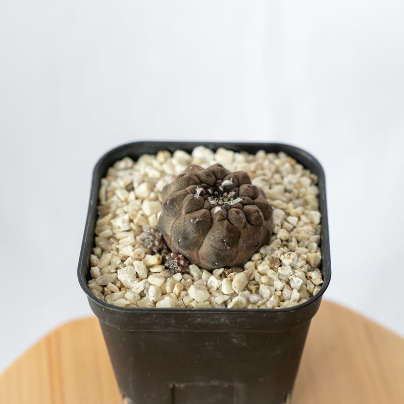 コピアポア ヒポガエアリザードスキン Copiapoa hypogaea