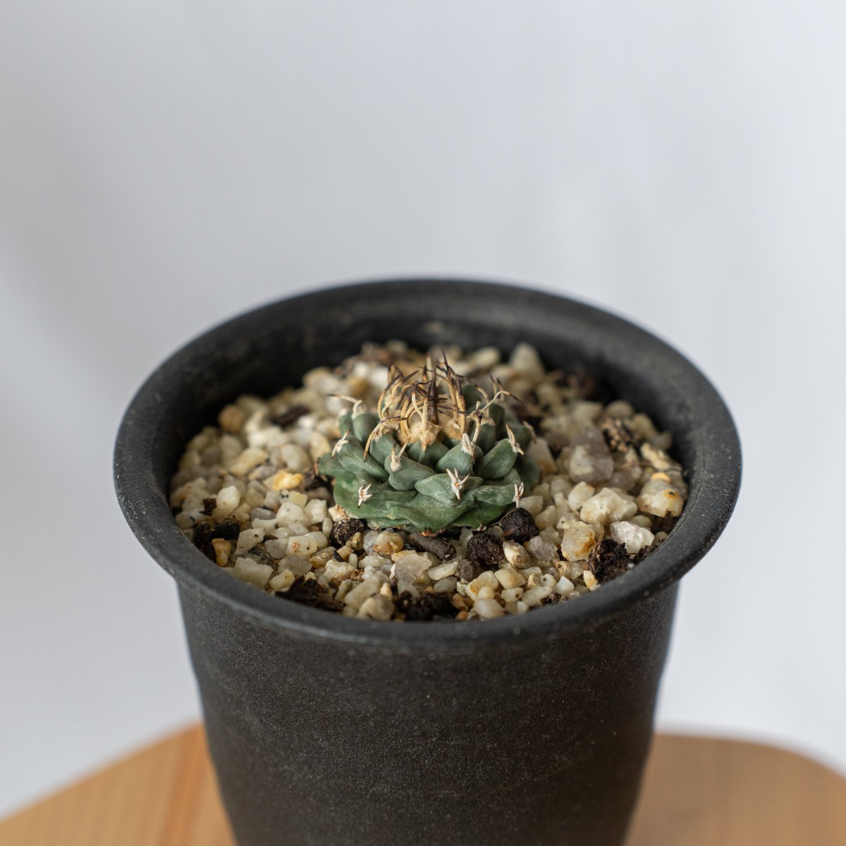 ツルビニカルプス アロンソイ Turbinicarpus alonsoi サボテン 多肉