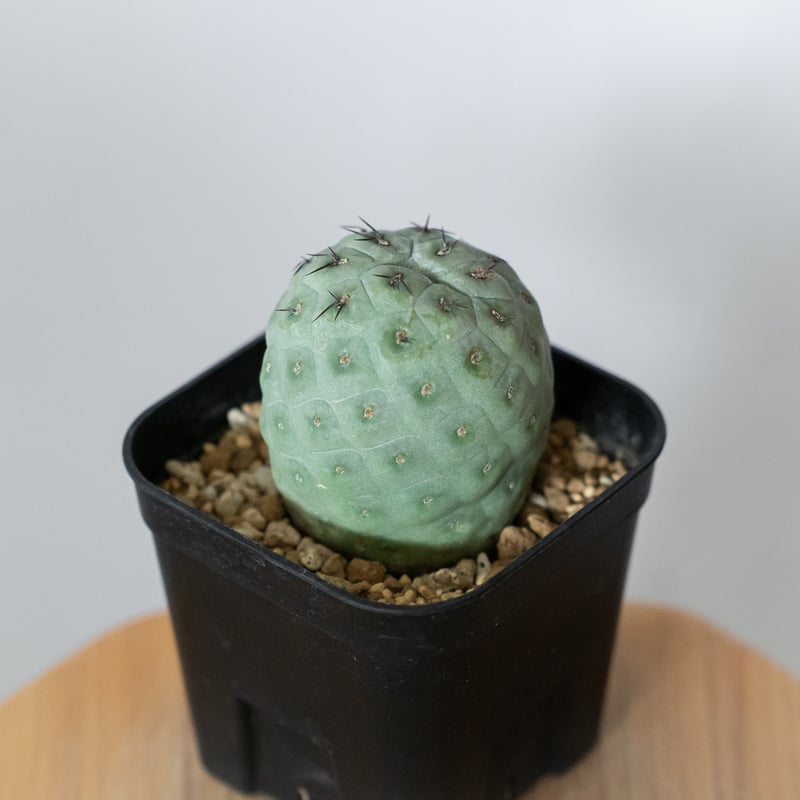 テフロカクタス ゲオメトリクス 実生【発根管理中】Tephrocactus