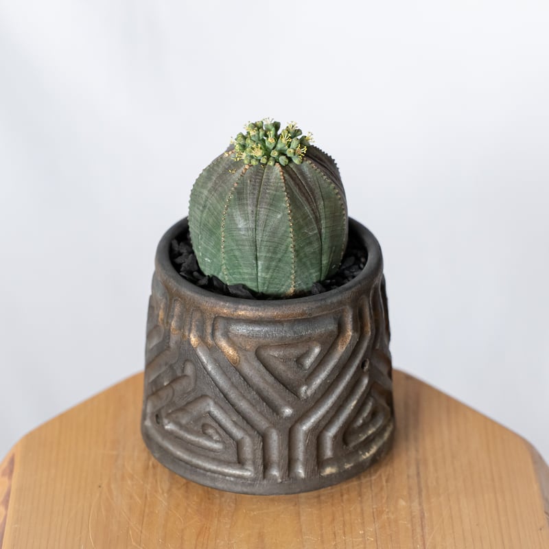 ユーフォルビア オベサ 鉢セット オス株 雄株 美株 Euphorbia obesa