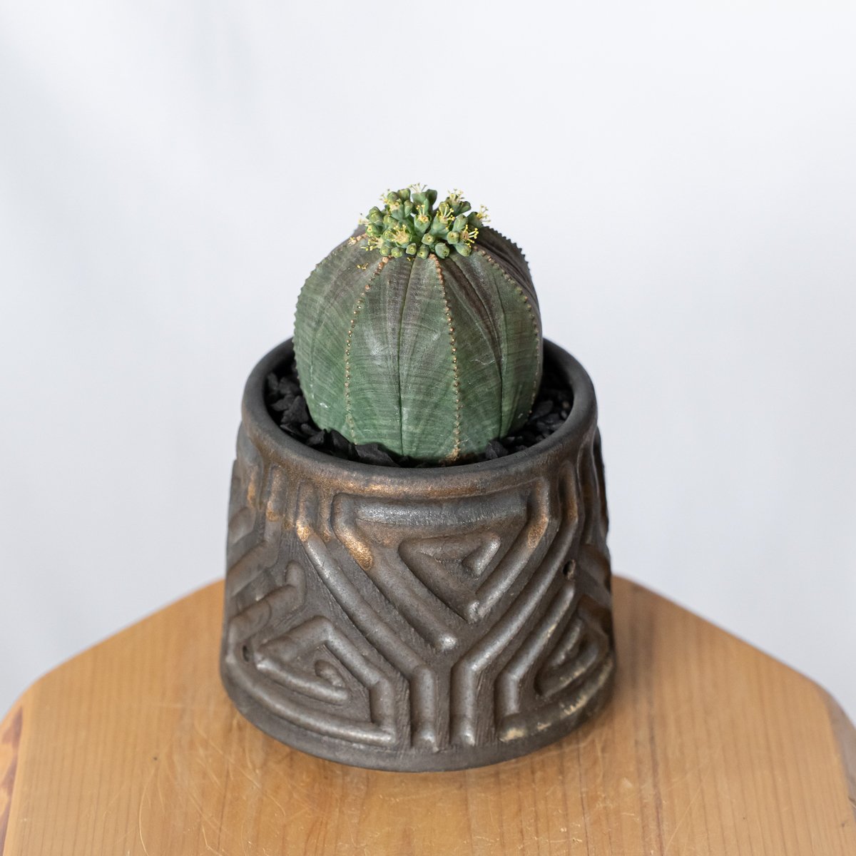 ユーフォルビア オベサ 鉢セット オス株 雄株 美株 Euphorbia obesa