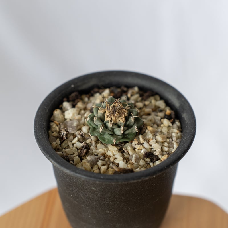 ツルビニカルプス アロンソイ Turbinicarpus alonsoi サボテン 多肉