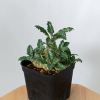 ドルステニア ラブラニー 実生 Dorstenia Dorstenia lavrani 塊根植物 コーデックス 多肉植物 珍奇植物 静岡 ANTIDOTE 通販 S1458