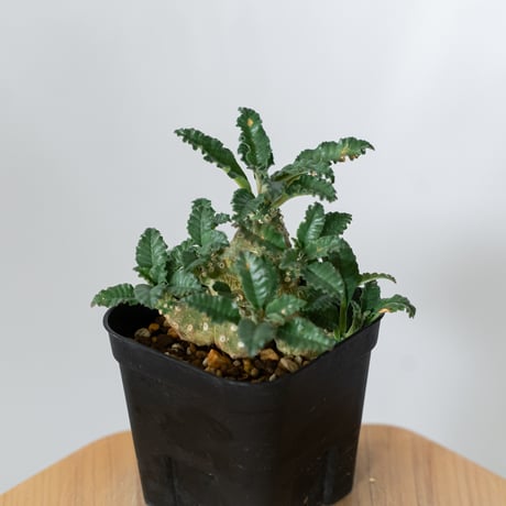 ドルステニア ラブラニー 実生 Dorstenia Dorstenia lavrani 塊根植物 コーデックス 多肉植物 珍奇植物 静岡 ANTIDOTE 通販 S1458
