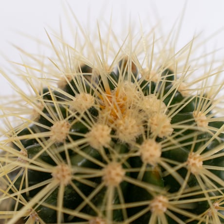 エキノカクタス 金鯱 実生 Golden ball cactus サボテン 多肉植物 珍奇植物 静岡 ANTIDOTE 通販 S1153