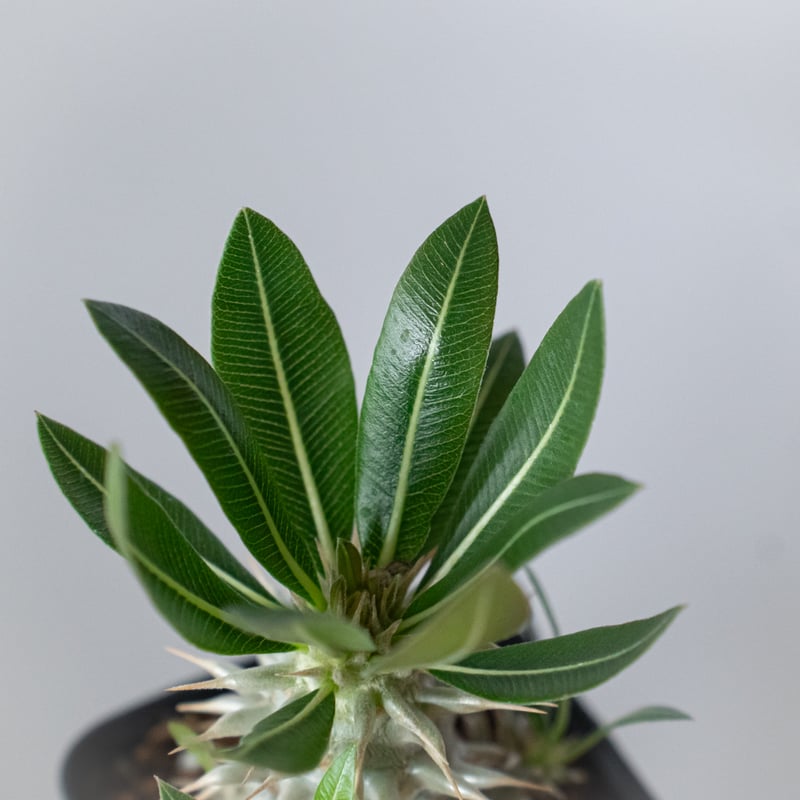パキポディウム ホロンベンセ Pachypodium horombense 塊根植物