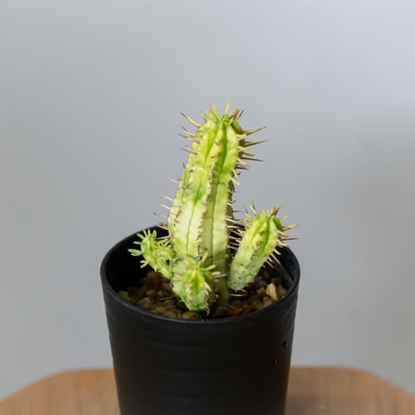 ユーフォルビア 紅彩閣錦 エノプラ 斑入り 実生 Euphorbia enopla 塊根植物 多肉植物 珍奇植物 静岡 ANTIDOTE 通販 S1482