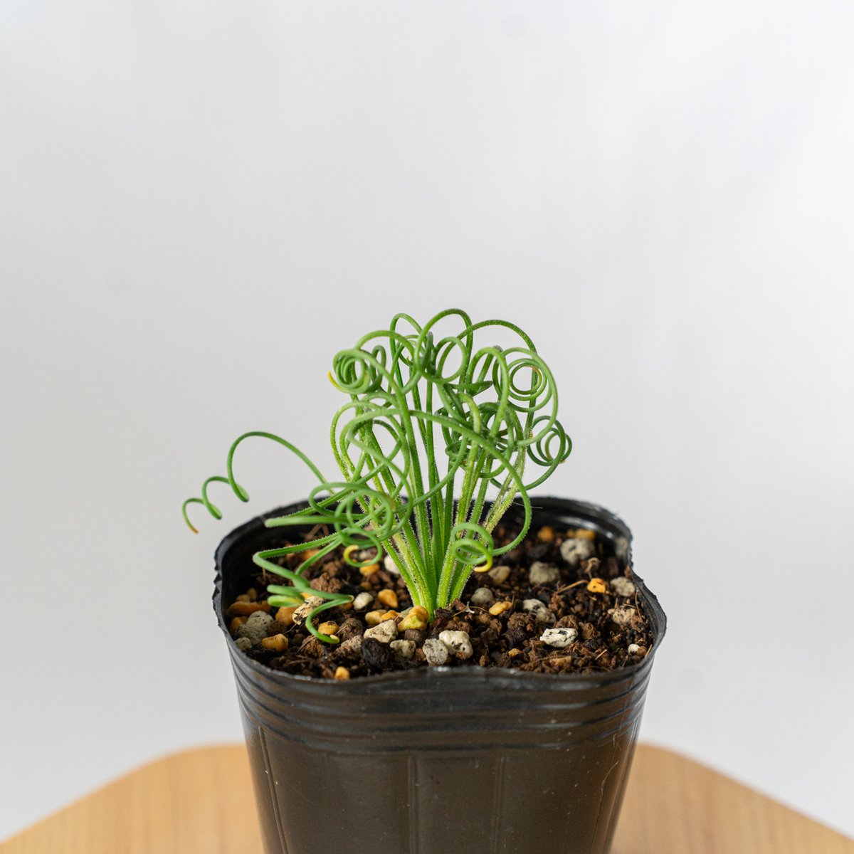 アルプカ　スピラリス　レア　観葉植物 アルブカ スピラリス Albuca spiralis 観葉植物 多肉植物 珍奇植物