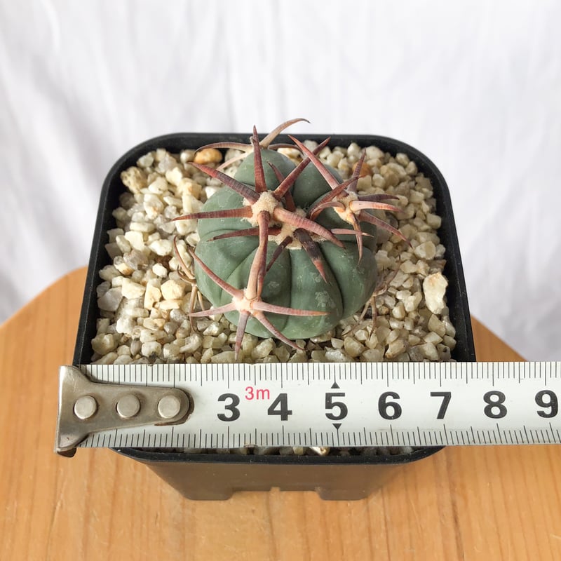 実生　エキノカクタス　雷帝 エキノカクタス雷帝 実生 Echinocactus horizonthalonius